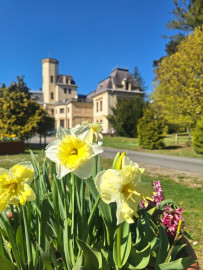 Beköszöntött a tavasz a nyírlaki erdőbe…..