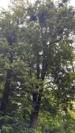 Részlet az Zirci Arborétumból