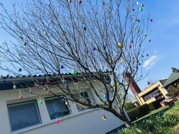 Az intézményi tojásfa