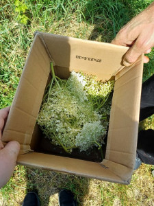 Gyűlik