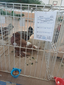 Magyar óriás galamb