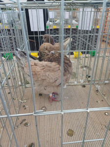 Számunkra a legszebb volt