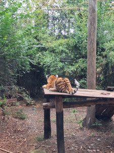 Kölyök tigris