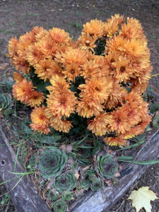 Bronz színben világító krizantén