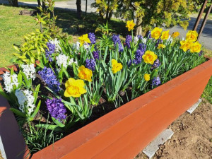 Délutánonként a méhek döngicsélnek