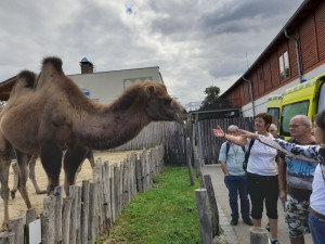 Testközelben a tevével