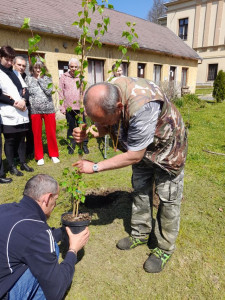 Fa csemete előkészítése