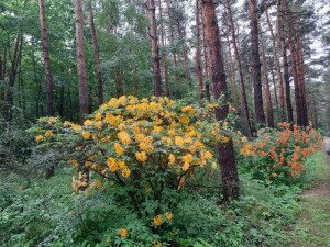 Sárga Rhododendron 