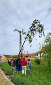Májusfa állítás