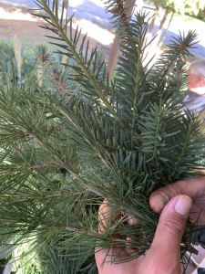 A fenyő illata örökre ismerős maradt