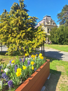 A kulcsvirág illatát viszi a szél