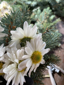 A gyönyörű krizantén