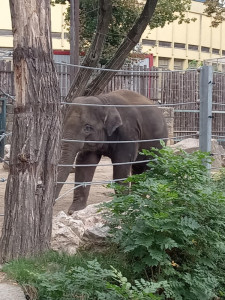 Az elefánt kifutójánál