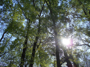 Átszűrődik a napsütés az öreg várkerti fák lombjai közt