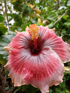 Hibiszkusz