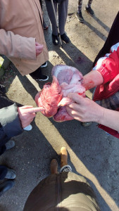 Ismerkedés a disznó anatómiájával