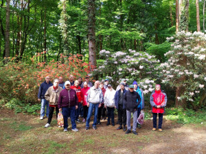 Rododendronok megtekintése.