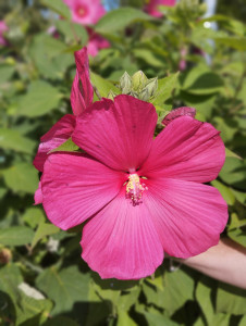 Mocsári hibiszkusz