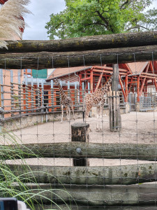 A pincébe, hogyan megy a zsiráf, hogyha fát kell hozni, néki