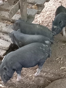 A csüngő hasú malacok kifutójánál