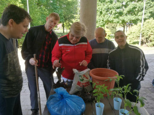 Ezt a Canna virág gumót ültettük el a Kastély melletti virágágyásba