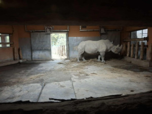 Az orrszarvú kifutójánál