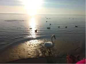 A sekély vízben otthagytuk kézjegyünket, a 🦢 megpecsételte