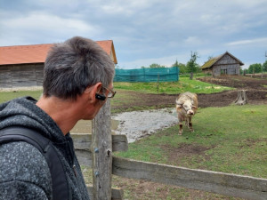 A bivalyok is közelebb merészkedtek